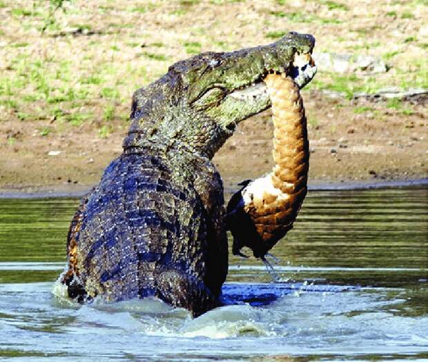 Крокодил питается не только «курятиной». Под прицел попадают собаки и даже буйволы. 