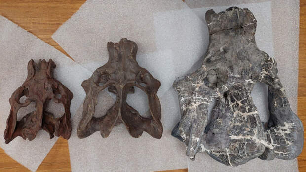 Некоторые из найденных черепов экзаэретодона заметно отличаются по размерам