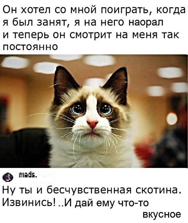 Картинки с котами и про котов