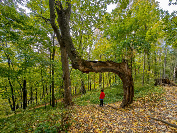 Тульский «Ломоносов» Андрей Болотов: ему мы обязаны картофелем на столе
