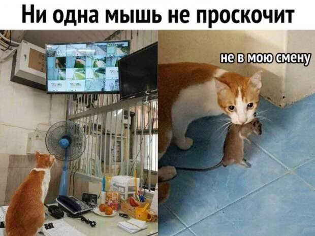 Картинки с надписями и прочие анекдоты, которые не оставят вас равнодушным Картинки с надписями и прочие анекдоты, которые не оставят вас равнодушным