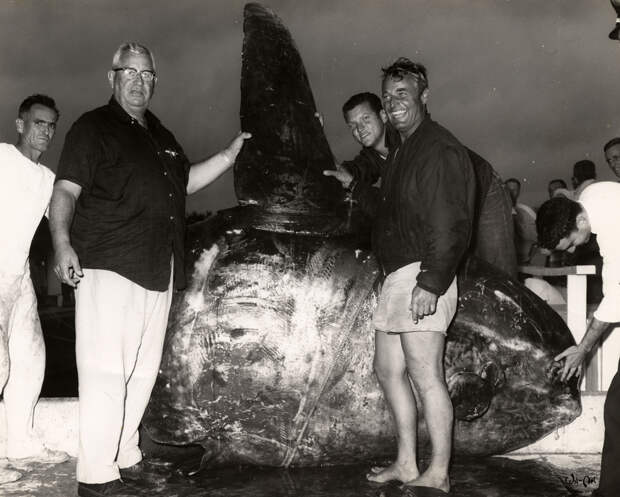 Луна-рыба. 1964 год. (Florida Keys--Public Libraries)