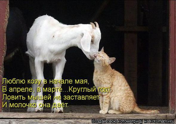Котоматрицы(картинки с надписями)