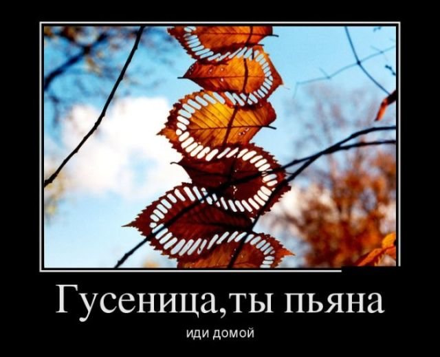 Гусеница, ты пьяна ,иди домой демотиватор, демотиваторы, жизненно, картинки, подборка, прикол, смех, юмор