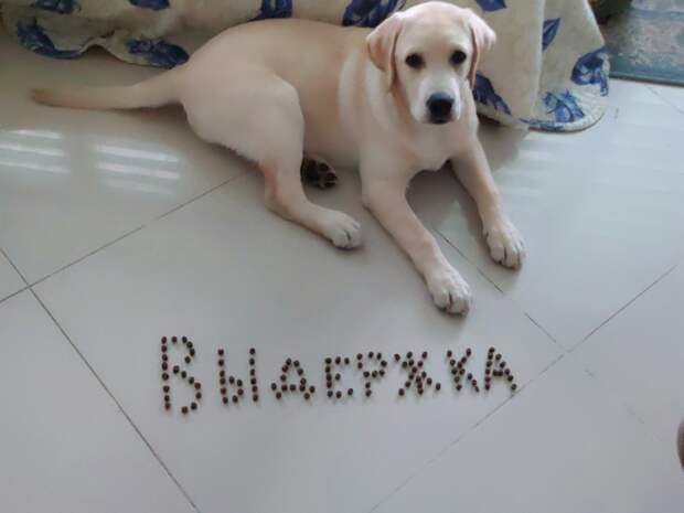 Выдержка Выдержка