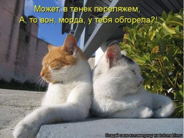 Лучшие котоматрицы недели