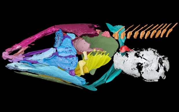 Древние латимерии слышали под водой с помощью легких