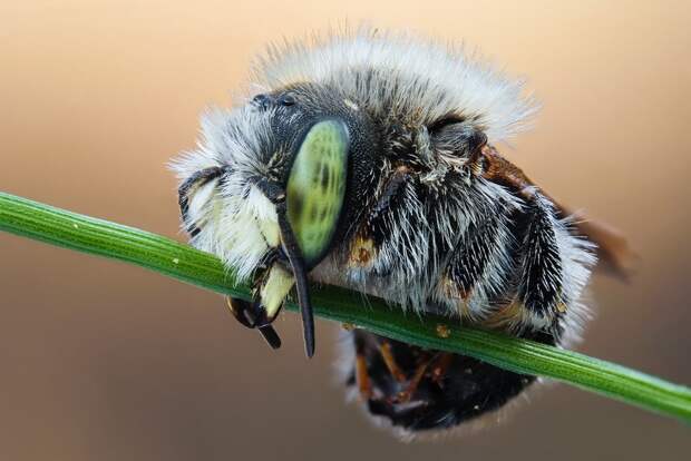 insects55 insects55 Портреты насекомых