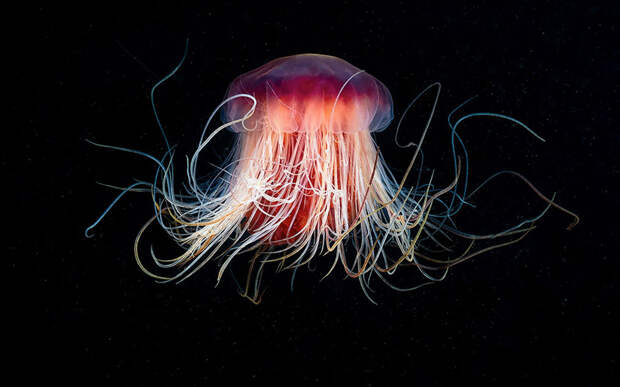 Подводный мир 96. Чудовища морских глубин на фото Александра Семенова