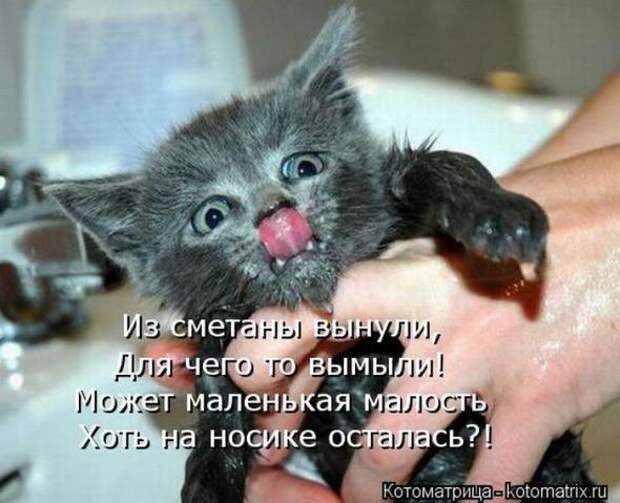 Котоматрицы(картинки с надписями)