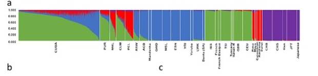 График анализа предковых компонентов ADMIXTURE (число предковых популяций k=4). Европейский компонент в геномах жителей Кубы обозначен зеленым цветом, африканский – голубым, америндский – красным. Fig1