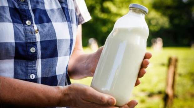 20 интересных фактов о молоке