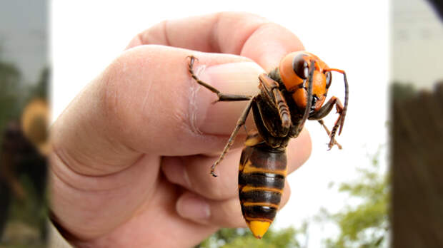 tdy_ian_hornets_131008