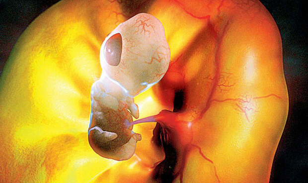inutero10 Как выглядят животные в утробе матери