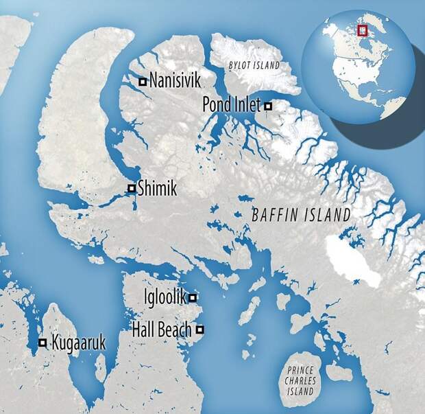 Кадры были сделаны на острове Баффинова Земля региона Кикиктани провинции Нунавут, Канада видео, глобальное потепление, голод, животные, медведь, проблема, смерть
