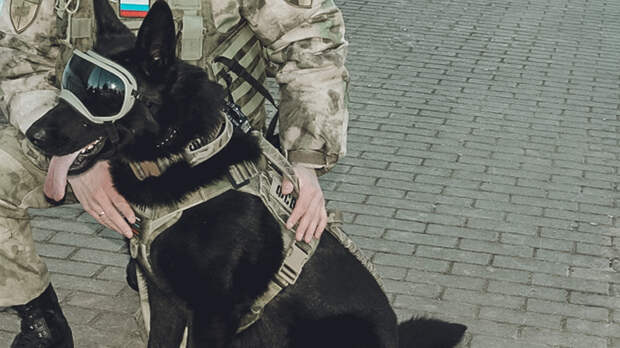 «Закрыл собой»: пёс спас ополченца ДНР от обстрела ВСУ