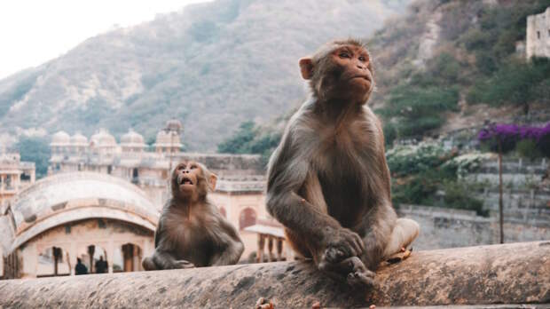 Россиянам посоветовали не улыбаться обезьянам в Индии