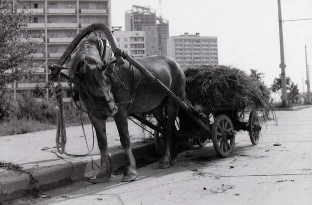 1979 год. Москва, Юго-запад,