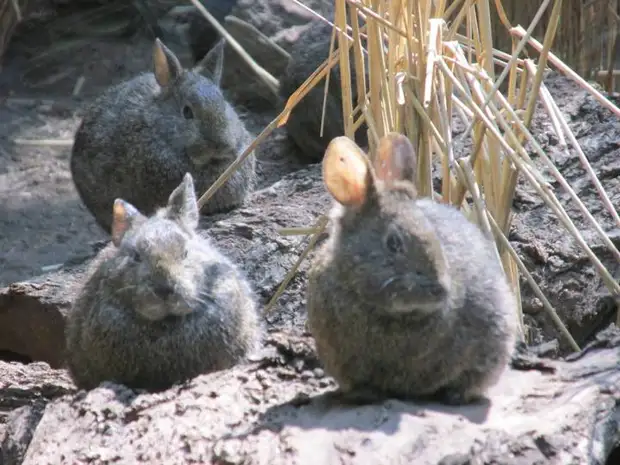 Не можем выбрать, кто из нас царь горы. Поможешь? 