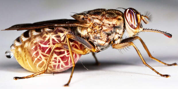 tse-tse-fly-ppcorn