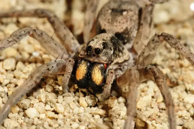 Паучья живопись. Паучья живопись.