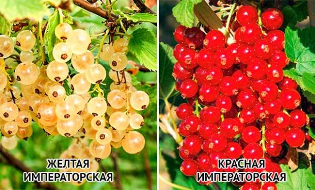 смородина белая и красная Императорская