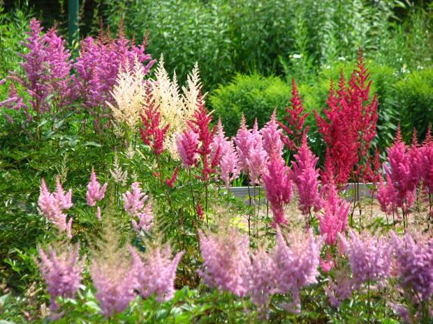 Астильба (Astilbe)