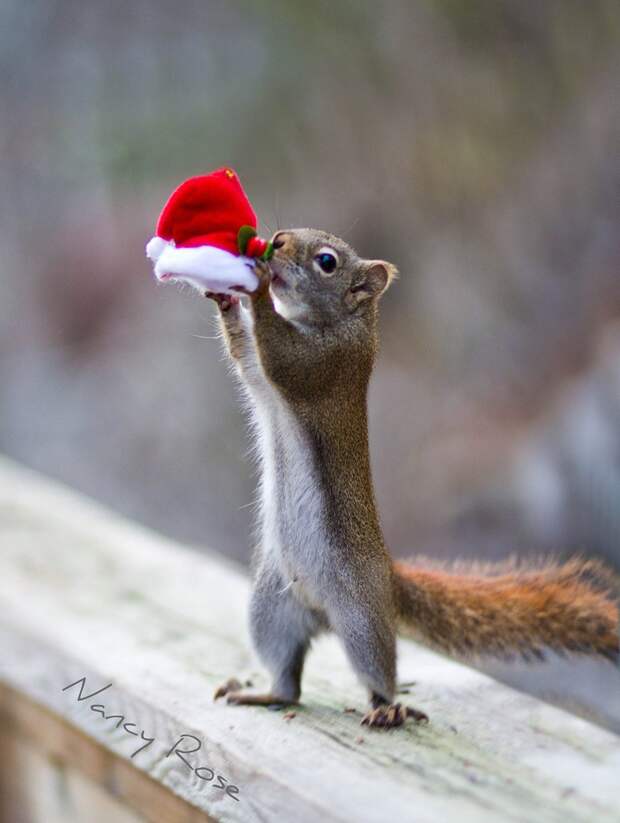 squirrels05 squirrels05 Забавные белочки Нэнси Роуз