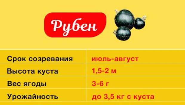 Смородина Рубен