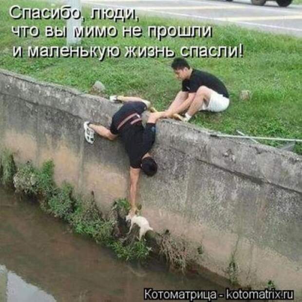 Лучшие котоматрицы за неделю (36 шт)