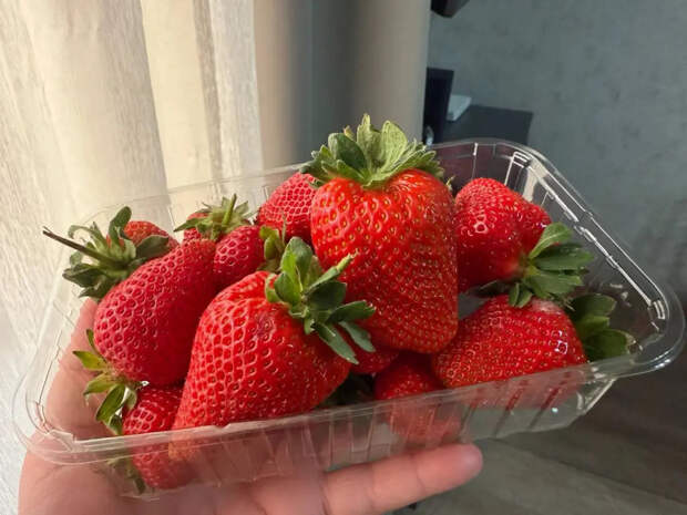 Перевяжите кусты канцелярскими резинками: клубника перестанет гнить даже в дождливое лето