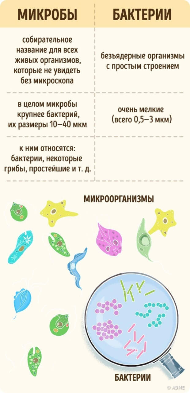 Бактерии и микробы. 10 простейших вещей, которые мы путаем еще со школы. Фото с сайта NewPix.ru