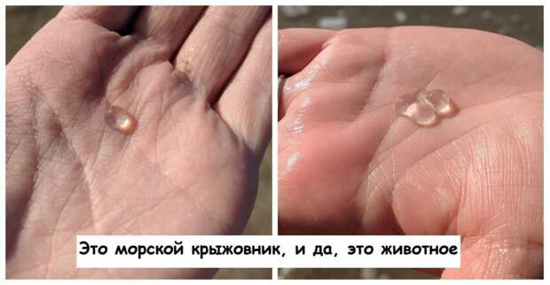 15 интересных диковинок из мира животных