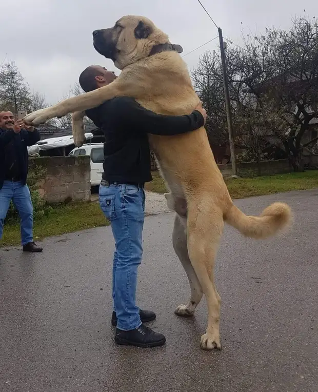 17 собак, которые не понимают, насколько они большие