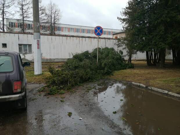 В Твери упавшее дерево чудом не задело автомобиль