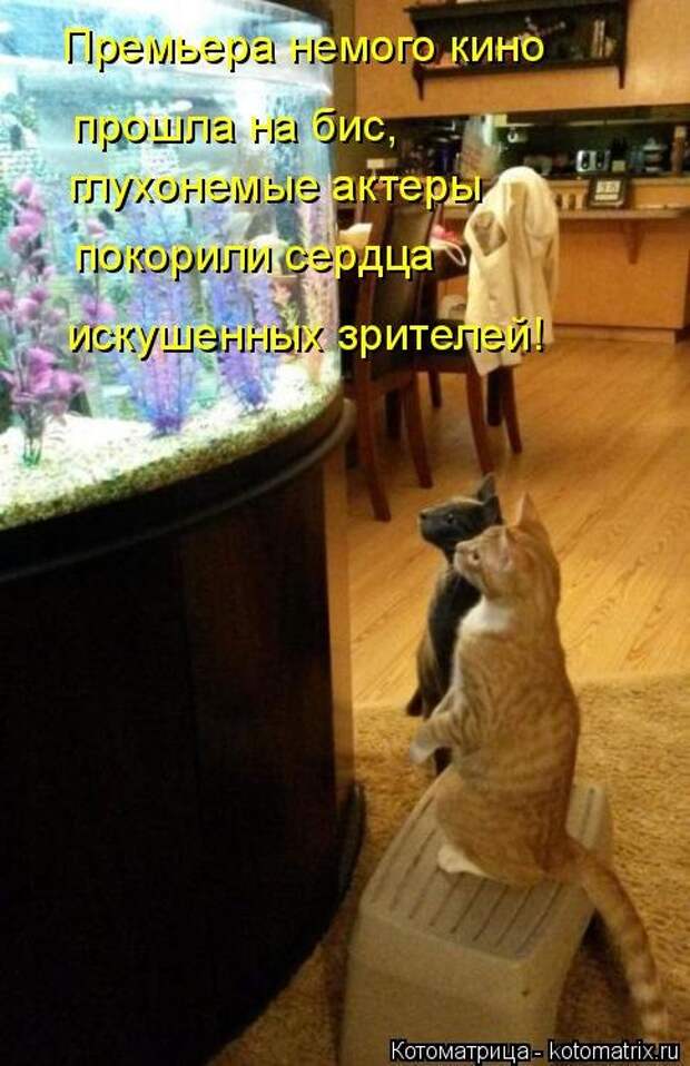 Котоматрица свежак (36 шт)