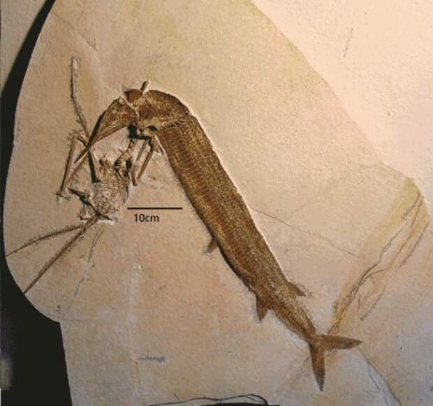 И снова - Rhamphorhynchus атакован Aspidorhynchus животные, интересно, окаменелости, палеонтология