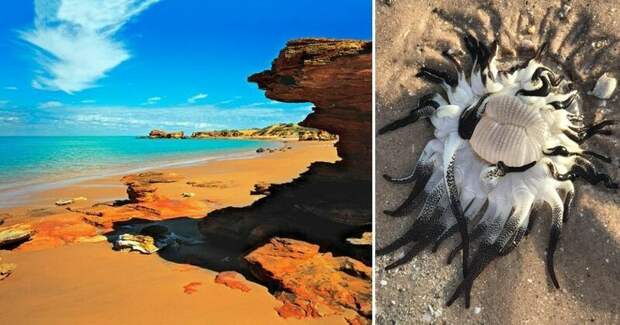 На берег Австралии выбросило инопланетно-подобное существо австралия, в мире, на берегу, пляж, существо