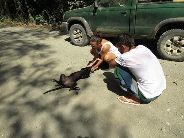 Обезвоженная бродячая собака благодарит спасателей история, собака, спасение