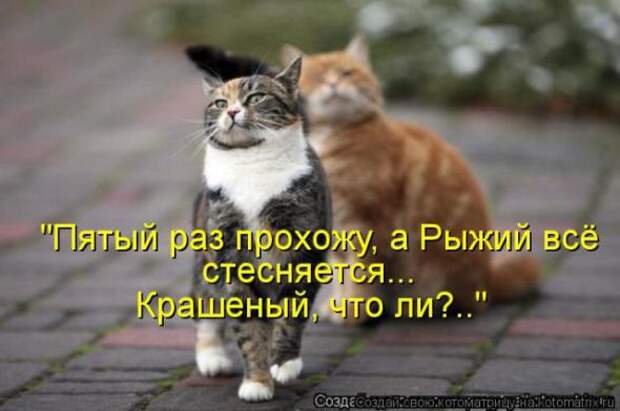 Котоматрицы(картинки с надписями)