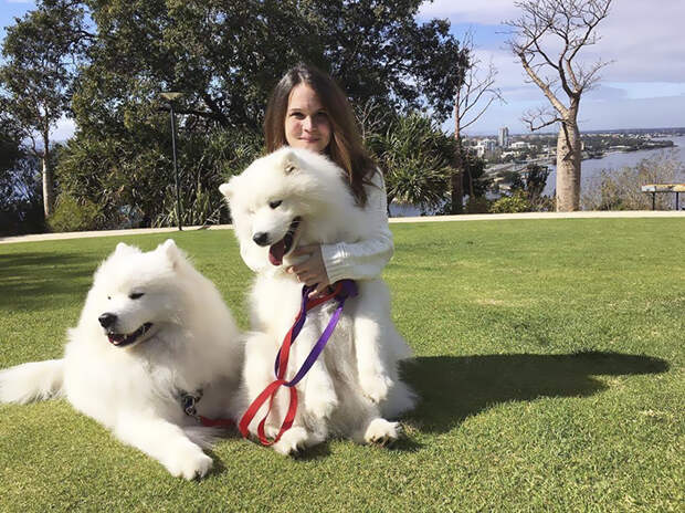 dog-toddler-family-the-samoyed-siblings-sarah-hegarty-australia (19)