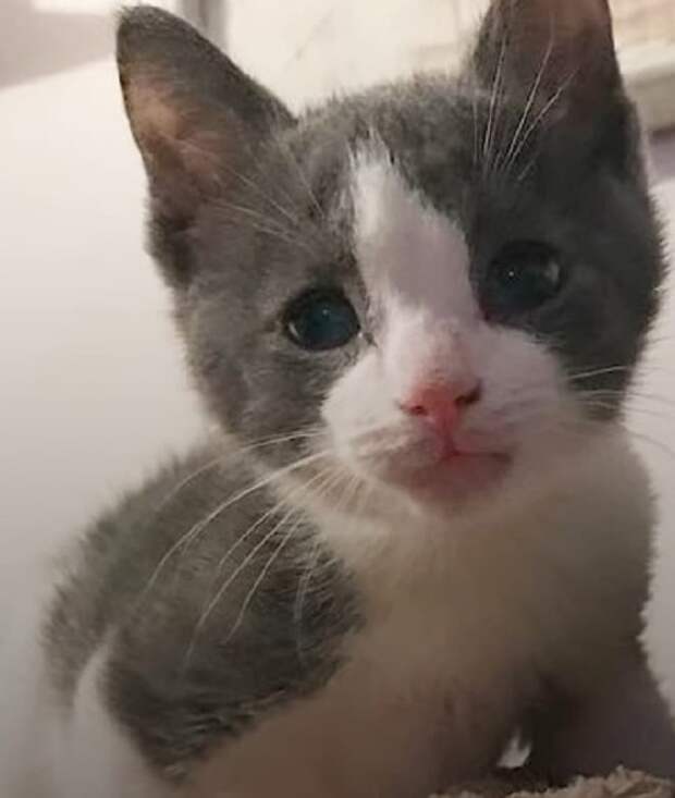 Обиженный котенок Грустный котенок