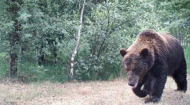 Медведи часто попадают в объективы фотоловушек.
