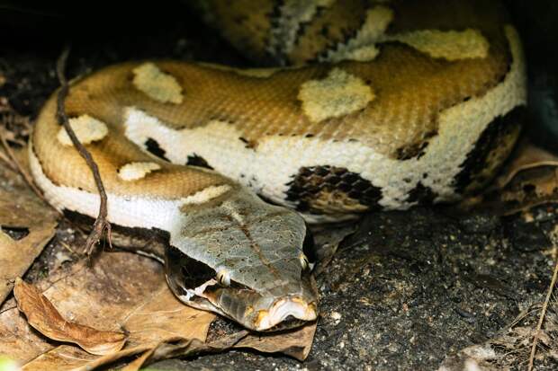 На Тайване нашли позвонок четырёхметрового питона