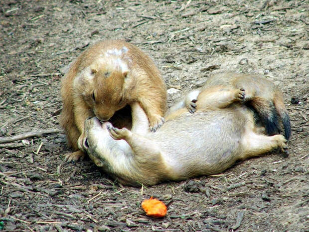 Kissing Animals