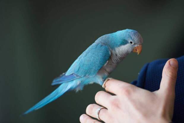 Как научить попугая говорить? Полезные советы
