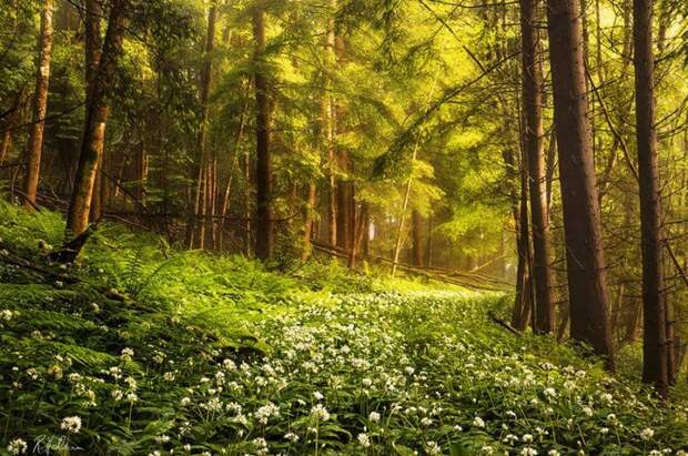 3303834_spring_time_15 (700x464, 139Kb)
