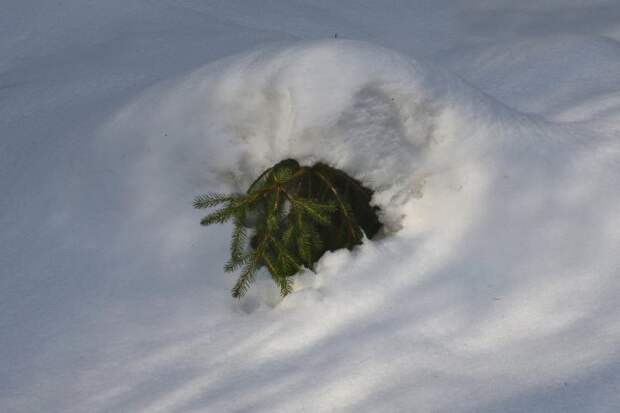 Укрытие растений лапником и снегом