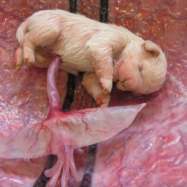 inutero23 Как выглядят животные в утробе матери
