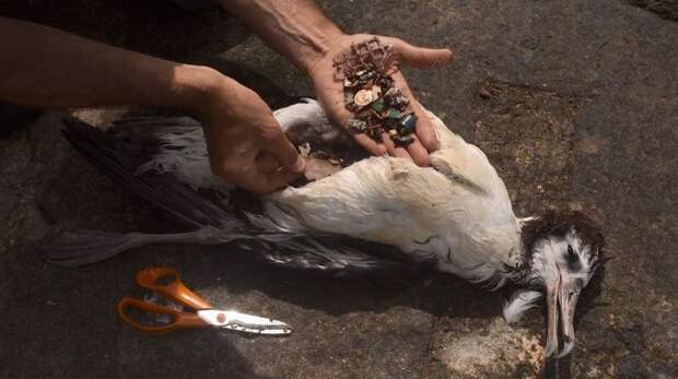 Душераздирающие снимки мертвых морских птиц с желудками, набитыми океанским пластиком загрязнение, земля, окрущающая среда, пластик, природа, птицы